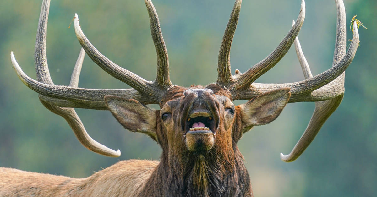 elk
